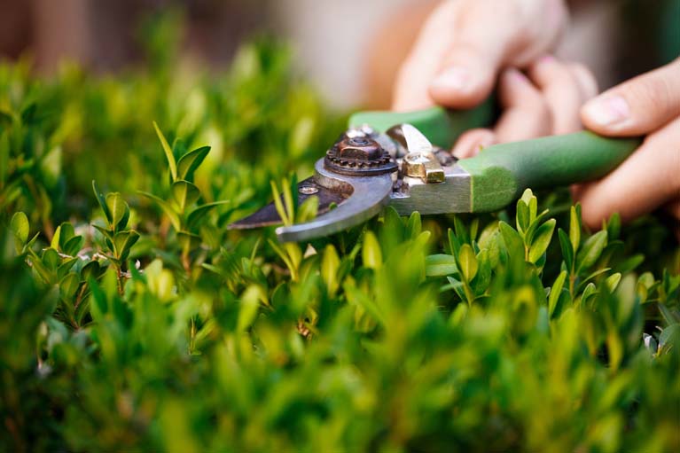 Lawn Care